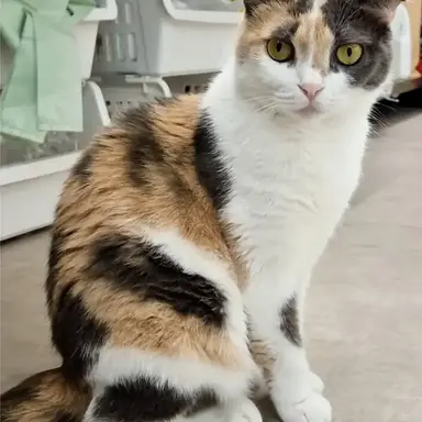 Profile image of 쿠키