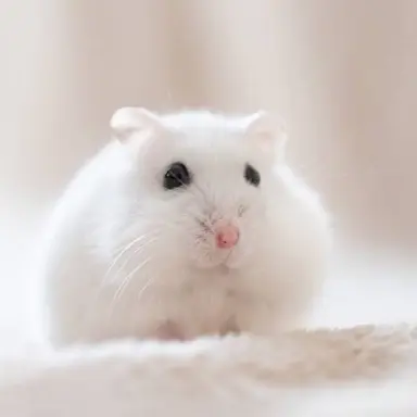 Profile image of 라플레시아