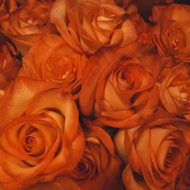 Profile image of 박덕개