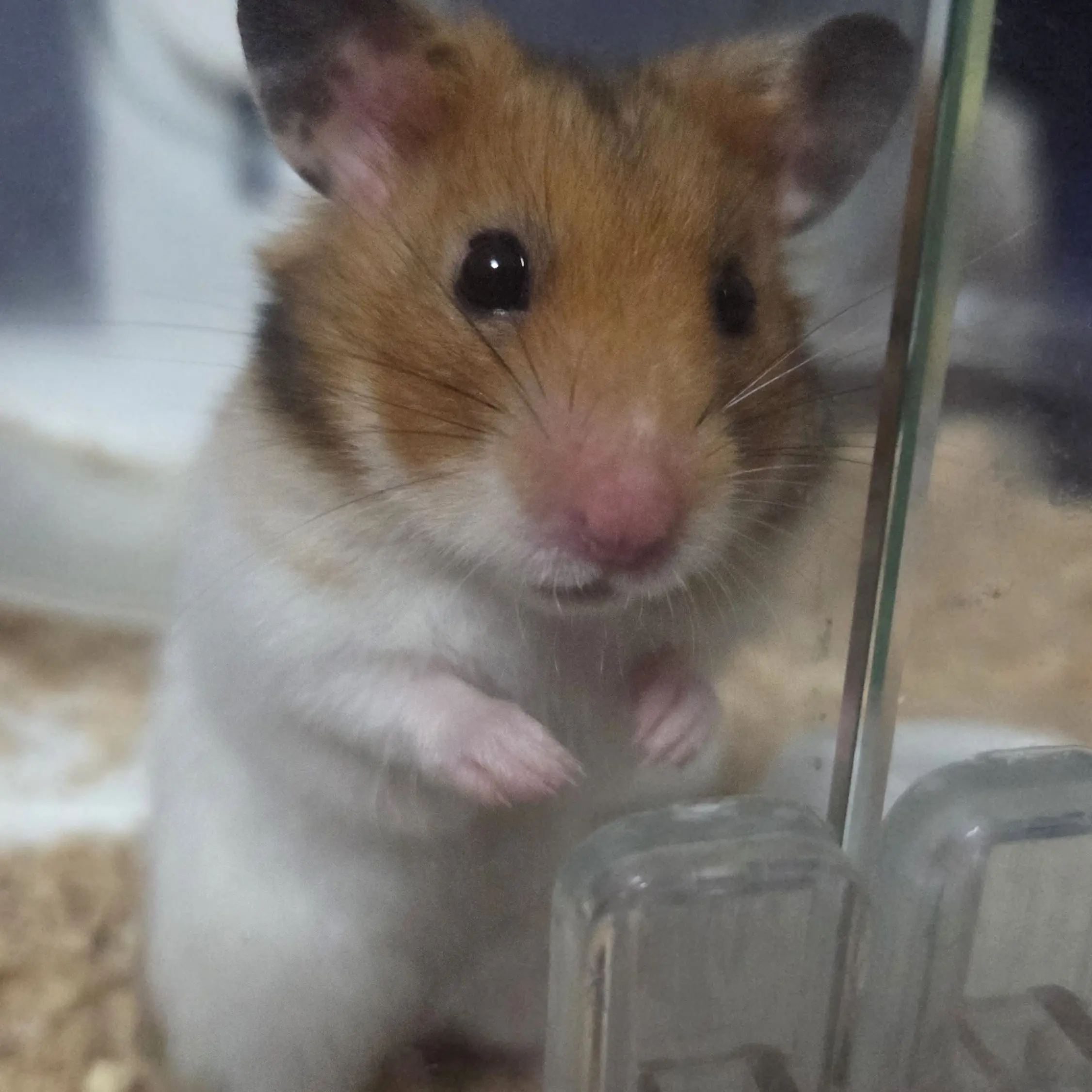 LeftCage2227의 生徒会長の幼なじみ