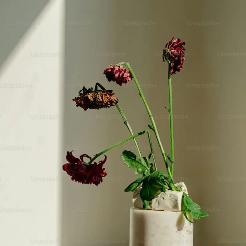 Kik2013i0410의 枯れた花