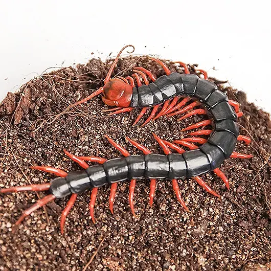 Crago_ster의 왕지네
