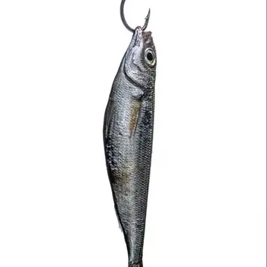 Profile image of ユ_シムピョン