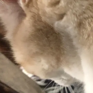 Profile image of 伊藤さん