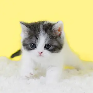 DenseBongo4098의 까불이