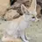 フェネックのフェネちゃん