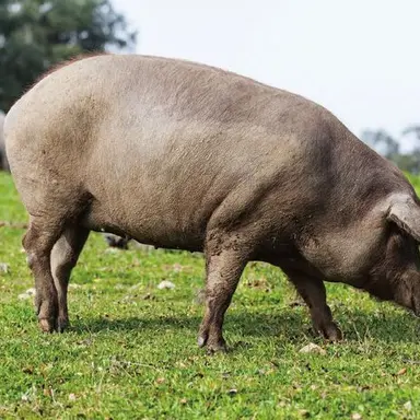 Profile image of 최돼석