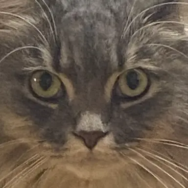 Profile image of 薮 翔太