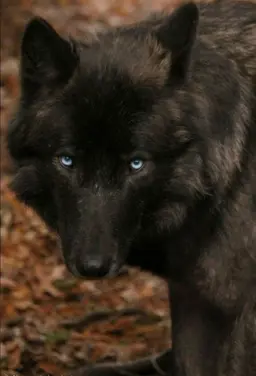 Profile image of Roewena