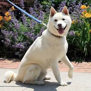 Profile image of 백구