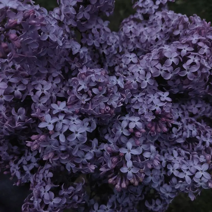 DVE__LUX.sHan의 AZURE