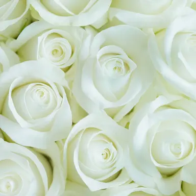 Profile image of 山中柔太郎