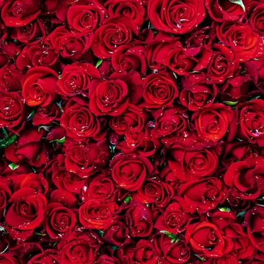 Profile image of 曽野舜太