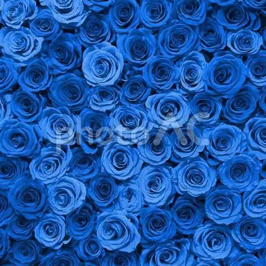 Profile image of 塩崎大智