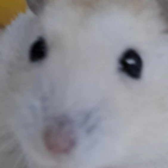 미친요아정