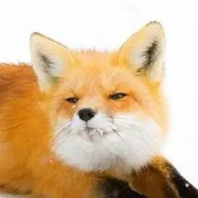 Profile image of 여우