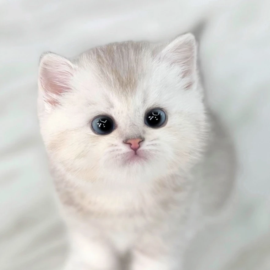 똘망이