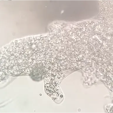 Profile image of アメーバ