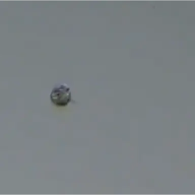 Profile image of ハルテリア