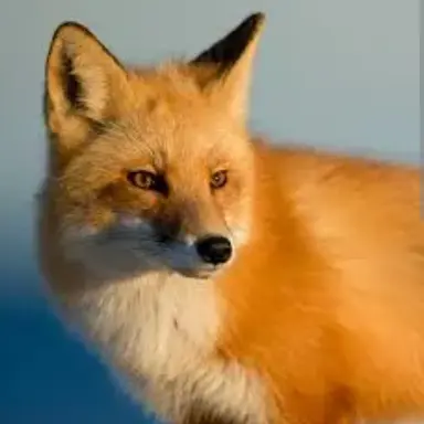 Profile image of 여우