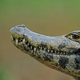 Profile image of 아거