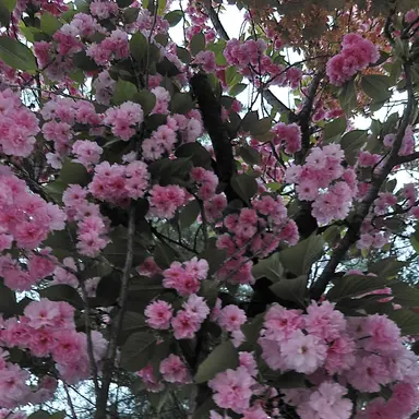 Profile image of 밥풀
