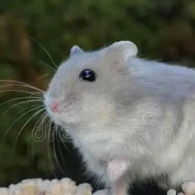 Profile image of 덕개