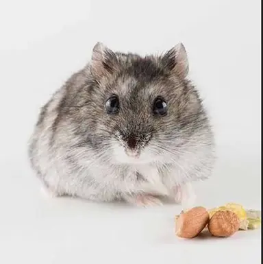 Profile image of 각별