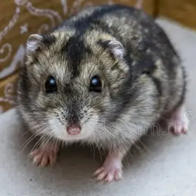 Profile image of 공룡