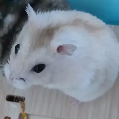 Profile image of 수현