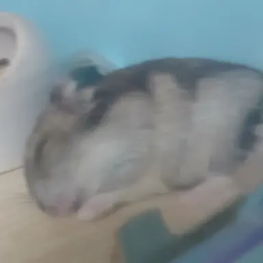 Profile image of 라더