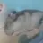 라더