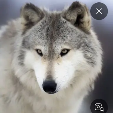 Profile image of 늑대