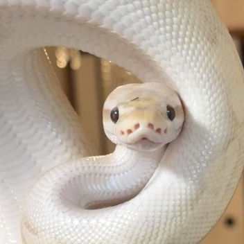 배앰! 대표 이미지