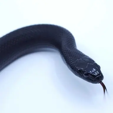 Profile image of 까망이
