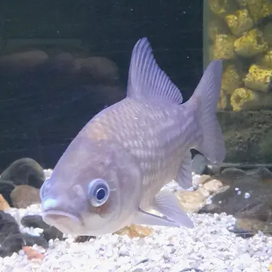 Profile image of 물고ㄱㅣ