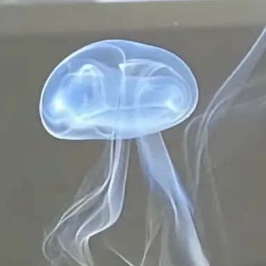 Profile image of 여우