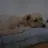 초숭이