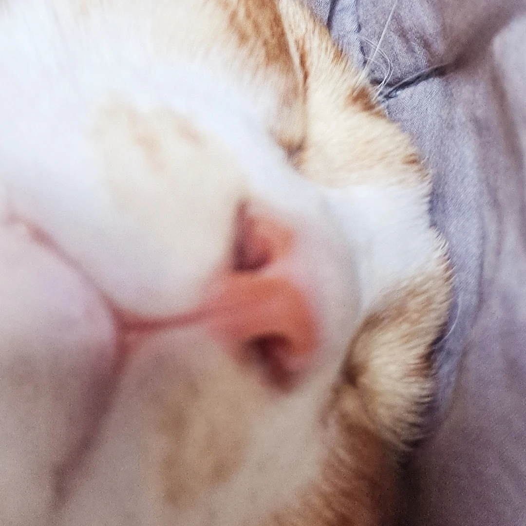 라더