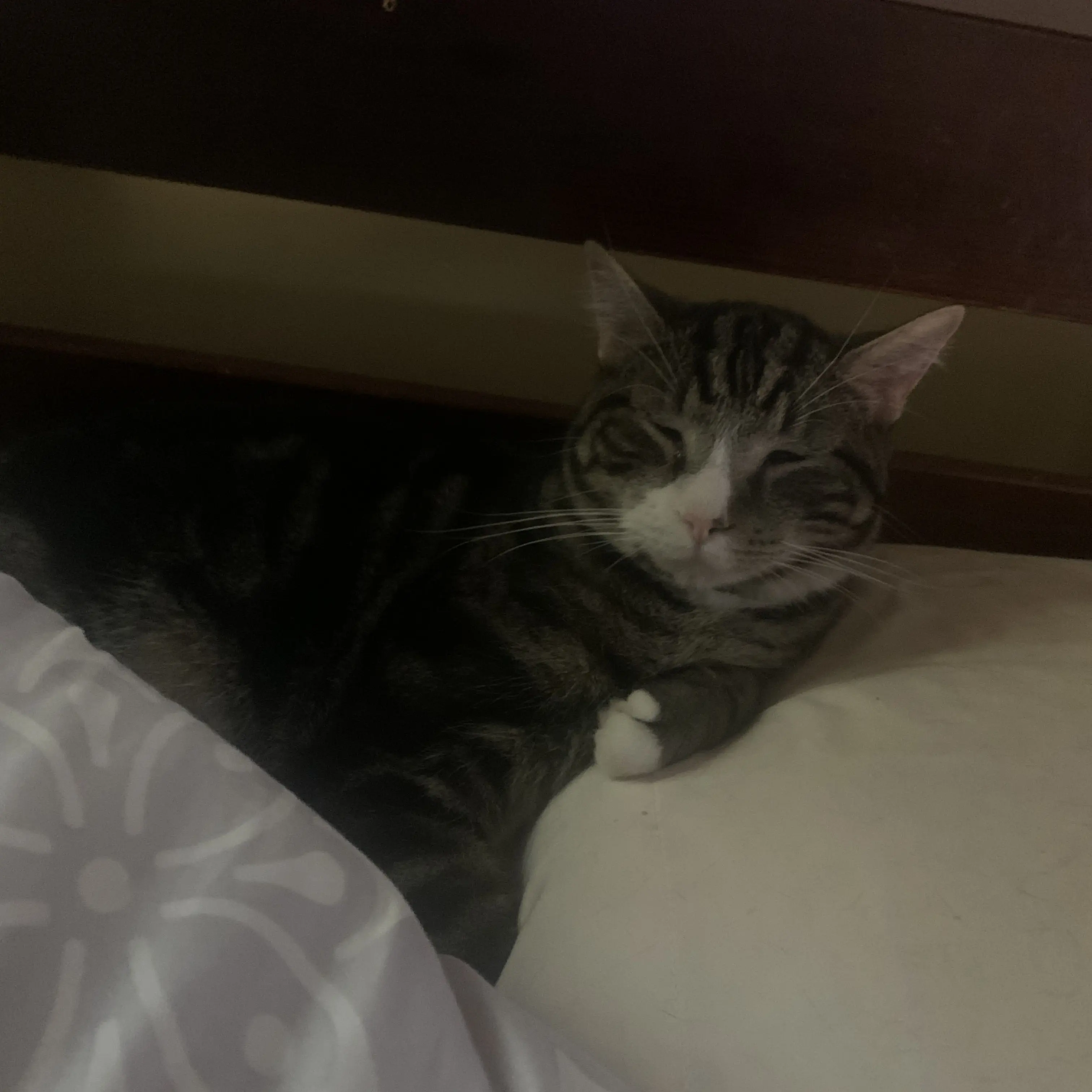 BiasedMop0115의 Vampire Twin Brother