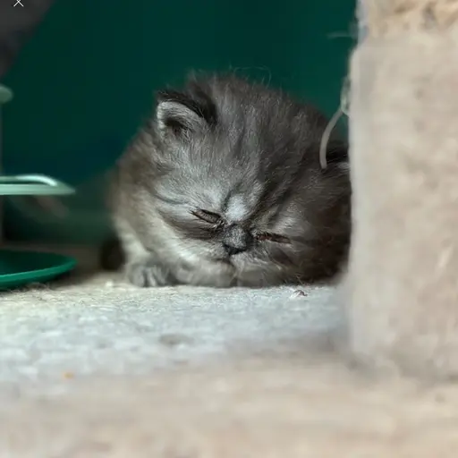 Zeke_it_129873의 ♡고양이♡ (넘나 사랑스러운 아기냥이 찌루🐱)