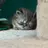 ♡고양이♡ (넘나 사랑스러운 아기냥이 찌루🐱)