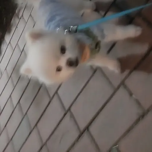 Cattttt의 지나가던 왈왈이