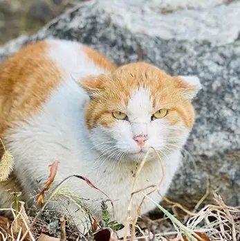 Profile image of 털바퀴