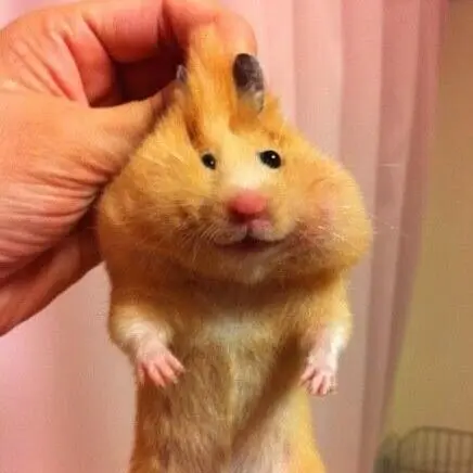 GreedyDream1301의 ハム丸