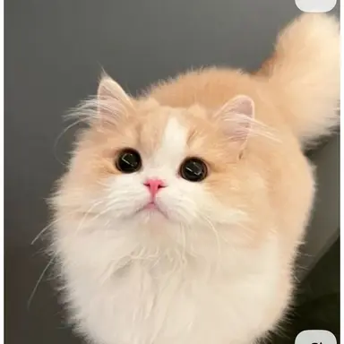 Profile image of 미우