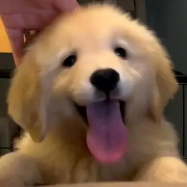 Profile image of 박덕개