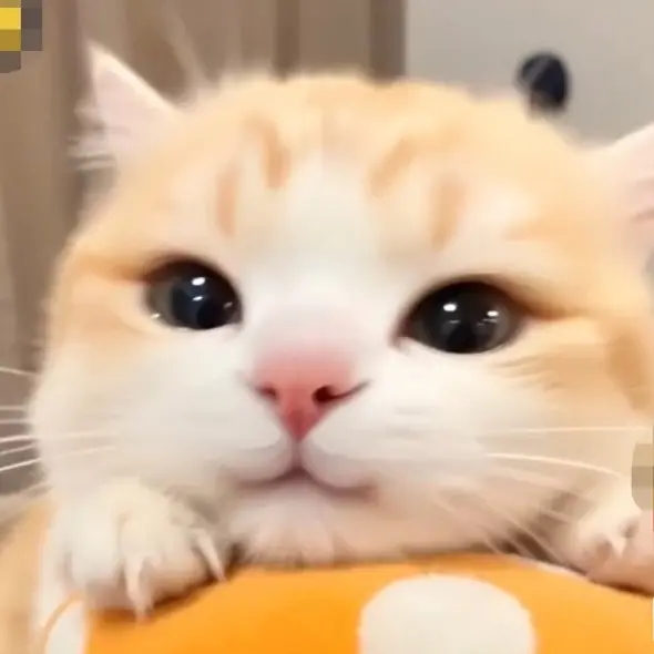FlakyDorgi9927의 우유고양이 학교