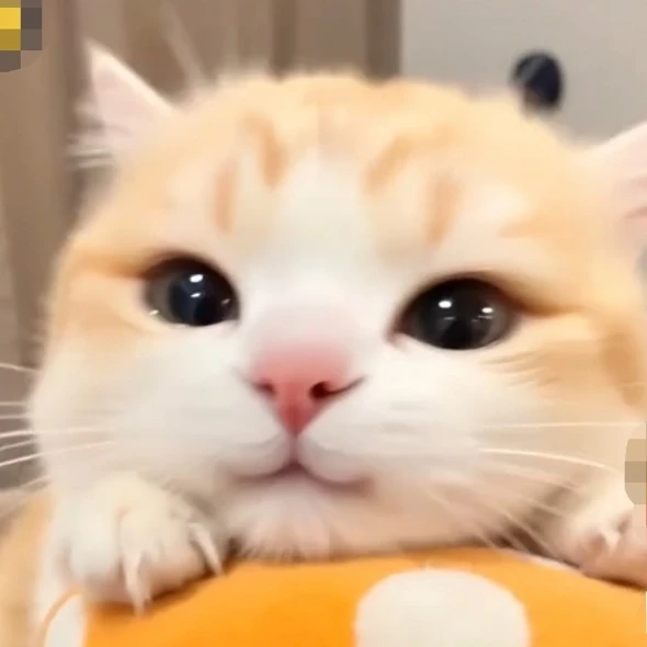 까망