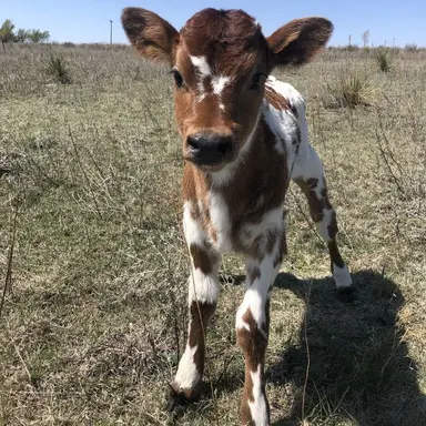Profile image of 봉이